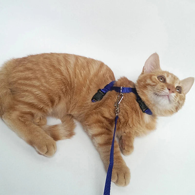 Sphynx Cat Harness & Leash Set – Lightweight & Comfortable