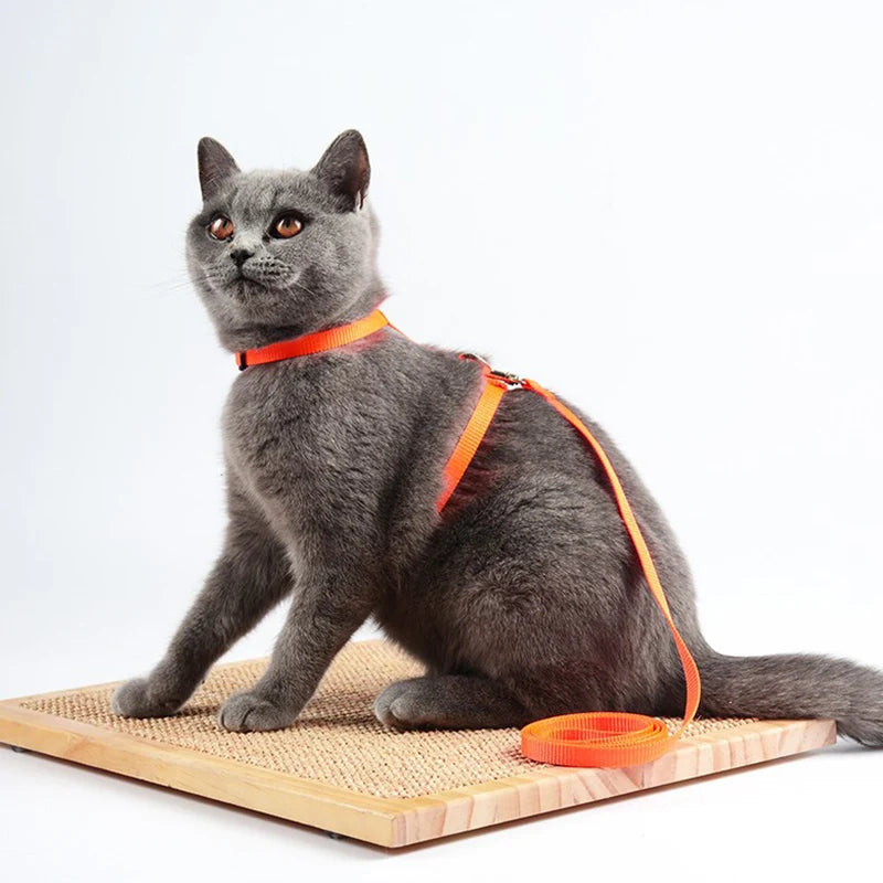 Sphynx Cat Harness & Leash Set – Lightweight & Comfortable